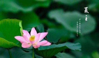 夏至节气的特点和风俗（夏至节气的特点和风俗蚂蚁庄园）