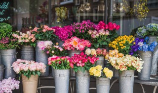 芍药可以在室内养吗 排名第一镇宅花