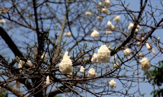 木棉花会结出棉花吗?（木棉花会结出棉花吗）