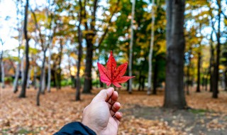 枫树会开花吗 枫树会开花吗图片