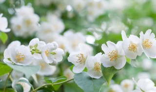 茉莉的花语和寓意（送君茉莉的花语和寓意）