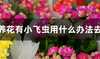 家里养花有小飞虫用什么办法去除（家里养花有小飞虫用什么办法去除最好）