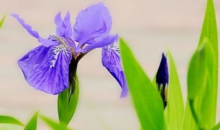 鸢尾花的寓意和花语（鸢尾花寓意着什么）