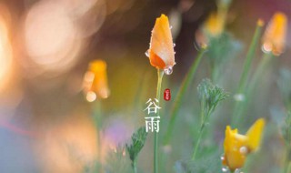 谷雨节气吃什么 谷雨节气吃什么肉食