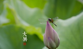 大暑节气吃什么传统食物 大暑可以怎么吃:2018大暑节气如何养生吃什么