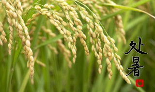 处暑节气养生知识（处暑节气的养生）