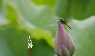 大暑节气是什么意思 大暑节气是啥意思