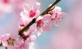 立春节气养生知识 立春节气养生知识有哪些