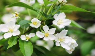 茉莉花泡茶怎么泡茶（茉莉花泡茶的方法步骤）