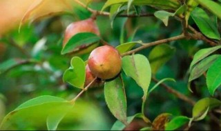 油茶种植技术 油茶种植技术大全视频