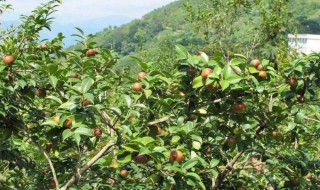 油茶树的种植（油茶树的种植方法）