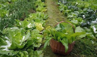 8月份适合种植什么蔬菜（八月份最适合种什么蔬菜）