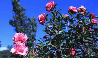 山茶花种植 山茶花种植时间