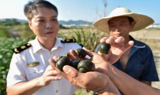 外来入侵物种有哪些 外来入侵物种有哪些特点