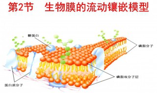 细胞膜的主要成分 细菌细胞膜的主要成分