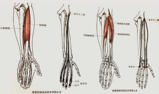 肱骨是哪个部位 双侧肱骨是哪个部位