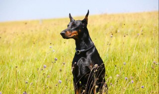 杜宾犬介绍 杜宾犬介绍介绍