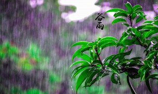 谷雨节气的说说 谷雨节气的说说怎么写