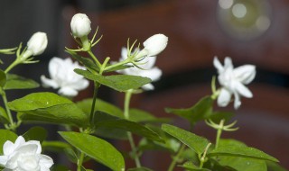 香水茉莉的养殖方法和注意事项（香水茉莉的养殖方法和注意事项视频）