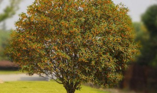 怎么养桂花树（怎么养桂花树能多开花）