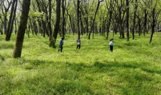 清明节踏青吗 清明节踏青么