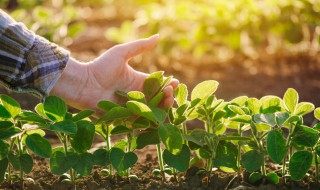 山药豆种植方法与时间 山药豆种植方法与时间及方法