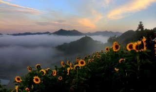 向日葵花语唯美句子 向日葵花语唯美句子图片