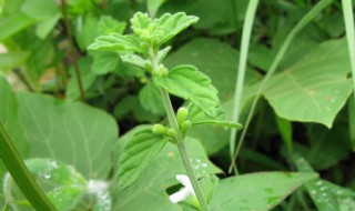 防风草在中国叫什么（防风草植物）