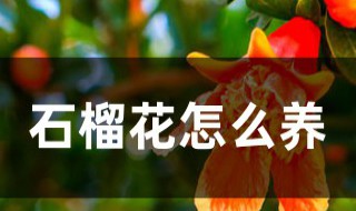 石榴花怎么养殖方法 石榴花怎么养殖方法图解