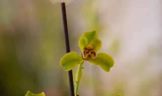 四季兰花怎么养才能长期开花（四季兰花怎样养）