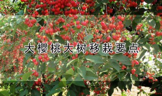 大樱桃大树移栽要点 大樱桃树移植方法