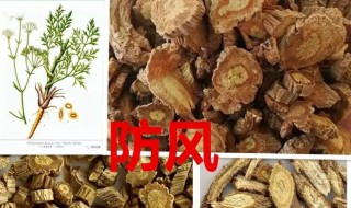 防风的作用与功效（防风通圣丸的作用与功效）