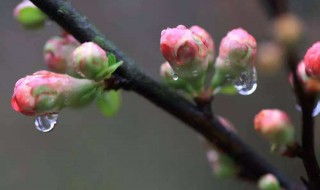 密密的春雨像什么（密密的春雨像什么的比喻句）