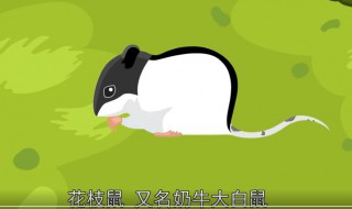 猫和老鼠里面的老鼠是什么鼠（猫和老鼠里面的老鼠是什么鼠啊）