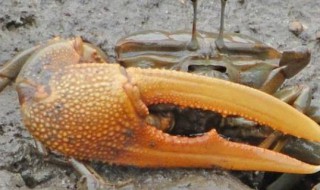 螃蟹的钳子叫什么（螃蟹的钳子叫什么鳌）