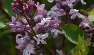 紫丁香花语和寓意（十种招鬼的花）