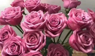 冷美人花语是什么 冷美人玫瑰花束图片