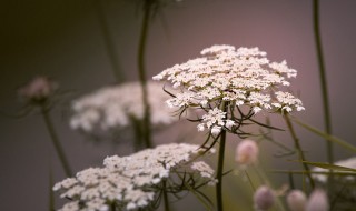 蕾丝花花语（蕾丝花花语和传说）