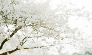 白色樱花的寓意是什么 白色樱花的寓意是什么意思