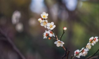 躲春干什么（躲春都干什么）