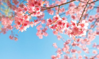 樱花的寓意和象征 中国樱花的寓意和象征