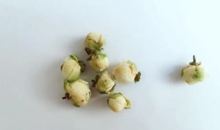 山茶花茶的功效和作用（山茶花茶的功效和作用及禁忌）