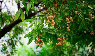 龙眼树上的寄生茶有什么功效与作用 龙眼寄生树的药用价值