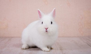 如何判断兔子的年龄 如何分辨兔子的年龄