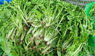荠菜儿童可以吃吗 荠荠菜小孩可以吃吗
