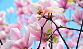 玉兰花什么季节开花（玉兰花什么季节开花北方）