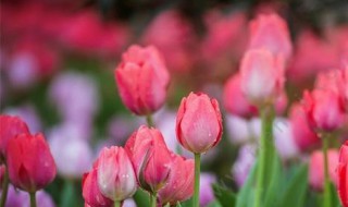 郁金香什么季节开花（郁金香开花时间什么季节）