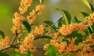 桂花在什么季节开放 桂花在什么季节开放的