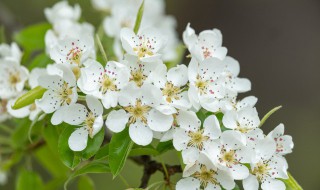 梨花什么季节开（梨花什么季节开放时间）