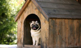 如何给幼犬断奶（怎么让狗狗断奶）